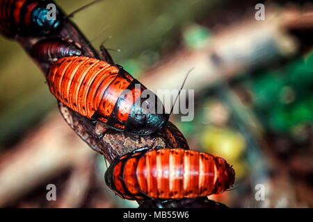 Close-up di quattro rosso-marrone grandi Madagascar scarafaggi o Gromphadorhina sedersi su un ripiano in legno Foto Stock