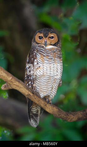 Malese di legno marrone Owl Foto Stock