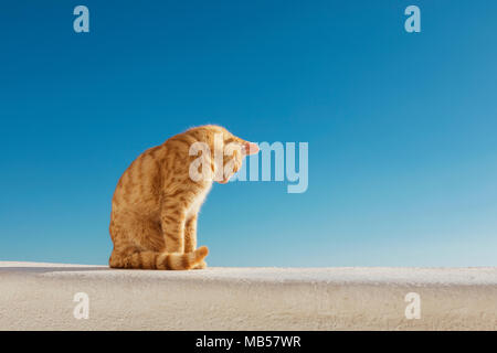 Santorini Stray Ginger Cat Foto Stock