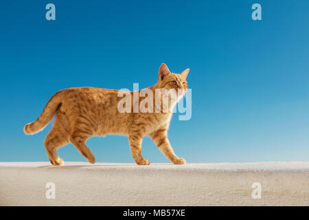 Santorini Stray Ginger Cat Foto Stock