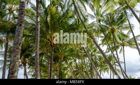 Guardando verso l'alto le palme in Palm Cove, Queensland, Australia Foto Stock