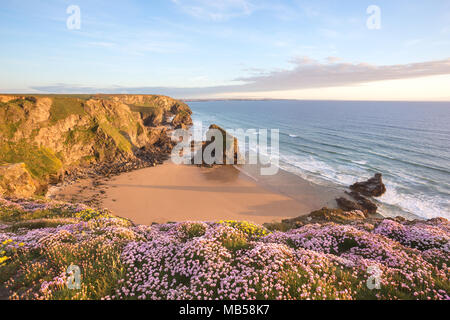 Fiori di campo su le cime della scogliera al tramonto. Tregurrian Cornwall Regno Unito Foto Stock