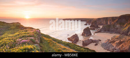 Fiori di campo su le cime della scogliera al tramonto. Tregurrian Cornwall Regno Unito Foto Stock