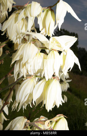 Adam's ago (Yucca filamentosa) Fiori Foto Stock