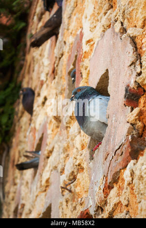 Un piccione all'interno di una buca a muro nel Parque Las Palomas (San Juan, Porto Rico) Foto Stock