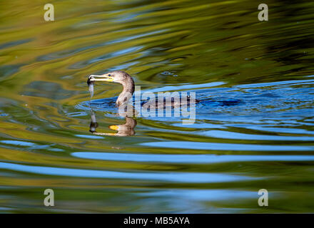 Neotropic cormorano (Phalacrocorax brasilianus) alimentazione su un pesce di lago Chapala, Jocotopec, Jalisco, Messico Foto Stock