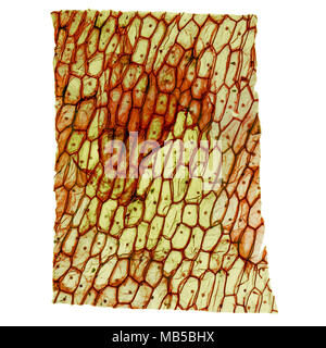 Alta risoluzione microfotografia ottica di cipolla cellule epidermus visto attraverso un microscopio Foto Stock