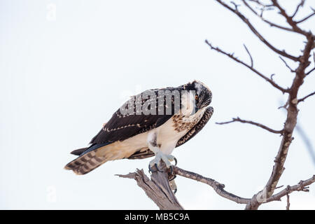 Osprey rapace Pandion haliaetus posatoi su un albero a Clam Pass in Naples, Florida al mattino. Foto Stock