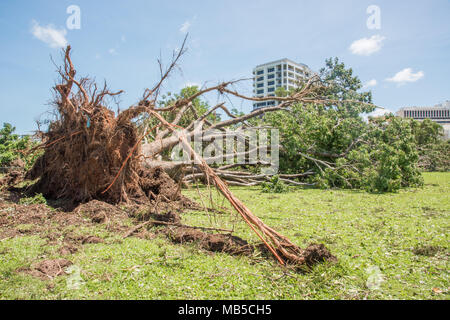 DARWIN,NT,AUSTRALIA-MARZO 18,2018: Ciclone danno con grandi alberi sradicati e appartamento in palazzo a Darwin, in Australia Foto Stock
