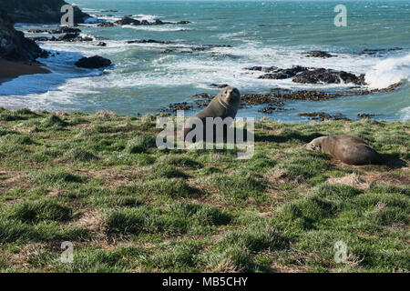 Le foche sulla scogliera, Katiki Point Reserve, Moeraki, Nuova Zelanda Foto Stock