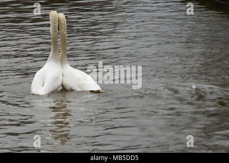 Coppia di cigni che danzano sul fiume con la testa e il collo insieme Foto Stock