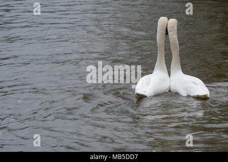 Coppia di cigni che danzano sul fiume con la testa e il collo insieme Foto Stock