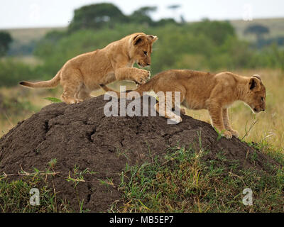 Due giovani lion cubs (Panthera leo) kick up sporco mentre si gioca sulla sommità del tumulo termite in maggiore Mara,Kenya,Africa Foto Stock