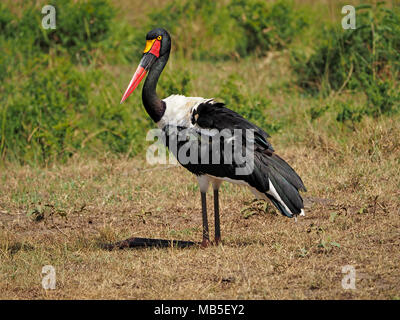 A sella fatturati stork (Ephippiorhynchus senegalensis) con rosso giallo e nero bill seduta con le gambe inferiori esteso in avanti in ombra nel Masai Mara,Kenya Foto Stock