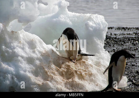 Isola del Diavolo Antartide, Adelie penguin su iceberg Foto Stock