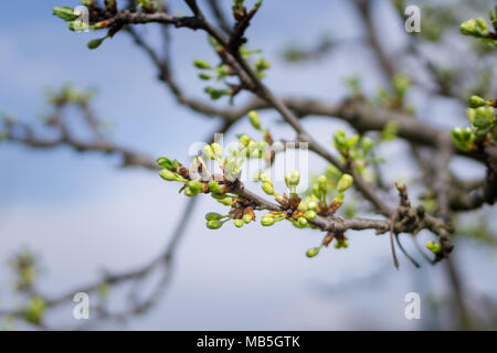 Susino ramo prima fioritura coperti con boccioli in primavera. Close up della fioritura a rami di alberi Foto Stock