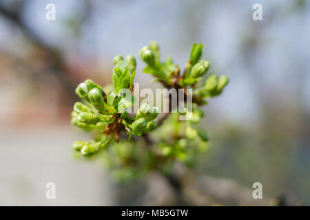 Susino ramo prima fioritura coperti con boccioli in primavera. Close up della fioritura a rami di alberi Foto Stock