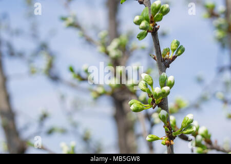 Susino ramo prima fioritura coperti con boccioli in primavera. Close up della fioritura a rami di alberi Foto Stock