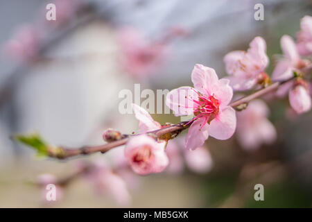 Fioritura di bellissimi fiori bianchi su rami con casa sfocata in background. Aprile primavera fioriscono ad albero. Foto Stock