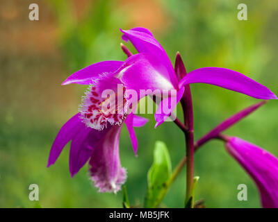 Pleione 'Tongariro' crescendo in casa verde Foto Stock