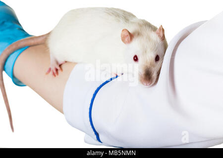 Ratto bianco siede sulla mano di un veterinario Foto Stock
