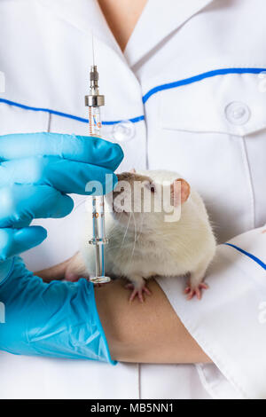 Vet con il bianco di ratto e la siringa in mani Foto Stock