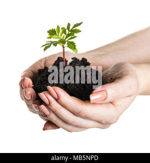 Donna con le mani un giovane pianta crescere in terreno Foto Stock