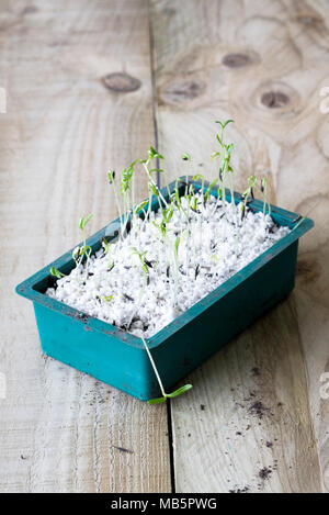 Cosmos bipinnatus piantine, pronto per trapiantare. Foto Stock