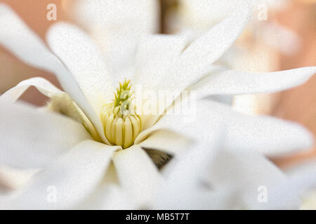 Magnolia stellata fotografato in un giardino Foto Stock