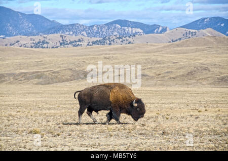 Un singolo maschio o di bisonti buffalo sfiora nel parco Sud regione del Colorado. Foto Stock