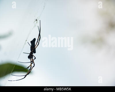 Lato sulla silhouette di una grande Golden Orb-weaver spider su un sito web con una seconda più piccola companion Foto Stock