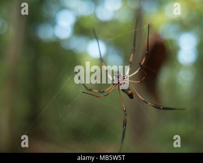 Vista parte inferiore di una Golden orb-weaver spider su un web nelle Seychelles Foto Stock