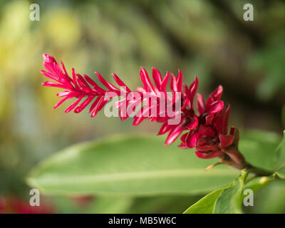 Close up di un vivace colore rosso dei fiori di zenzero in Seychelles Foto Stock