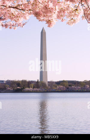 L'obelisco incorniciato da rami di fioritura in ciliegio, Washington DC, Stati Uniti d'America. Ciliegi in fiore nei pressi del bacino di marea in noi la città capitale. Foto Stock