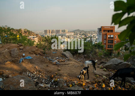 Un paio di capretti foraggio per il cibo in una apertura di scarico di rifiuti in Hyderabad's posh Giubileo area collinare, Foto Stock