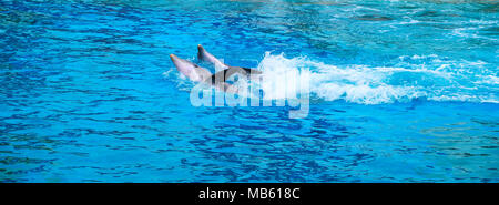 Comune di delfini tursiopi, noto anche come Atlantic tursiope o delfino Bottle-Nosed, Tursiops truncatus, in un giardino zoologico Foto Stock