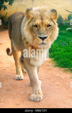 Maschio singolo Angola Lion Panthera leo bleyenberghi, in un giardino zoologico Foto Stock