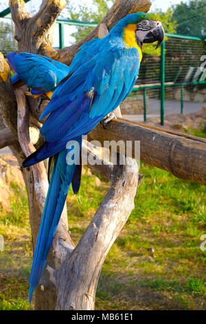 Coppia di blu e giallo macaw pappagallo uccelli, noto anche come blu e oro macaw, Ara ararauna, in un giardino zoologico Foto Stock