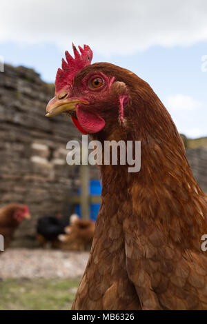 Close-up verticale della testa di marrone feathered il pollo con la cresta rossa nel cantiere di fattoria a Moorgreen, Nottingham, Regno Unito Foto Stock