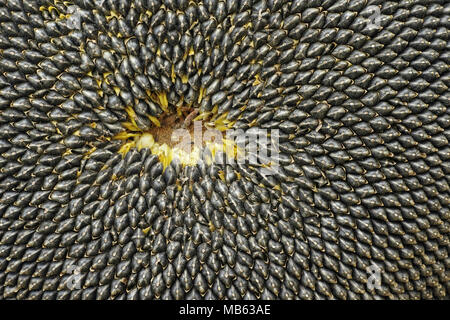 Particolare del fiore del disco di un comune con semi di girasole semi maturi Foto Stock