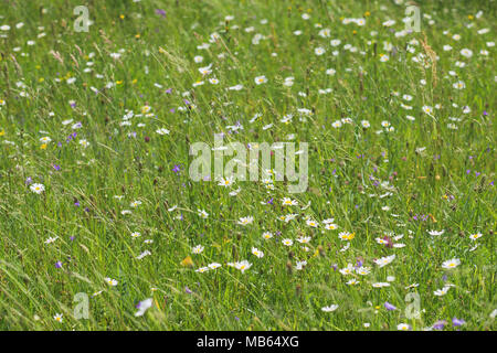Bellissimo sfondo floreale. Vista ravvicinata di molte piante selvatiche di diversi tipi in fresco di erba verde nel campo di campagna. Colore orizzontale fotogr Foto Stock
