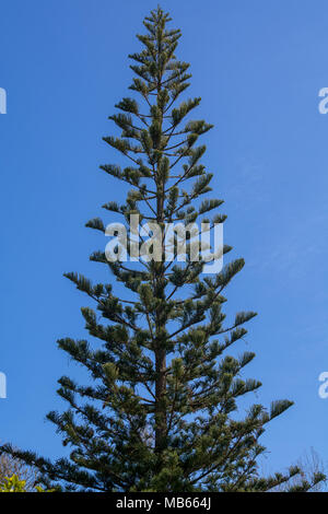 Araucaria angustifolia tree contro il cielo blu loks come un gigante perfetc albero di natale Foto Stock