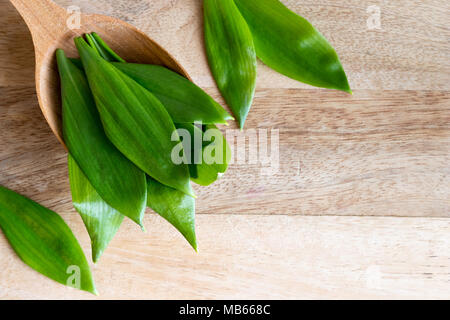 Giovani aglio selvatico (Allium ursinum) foglie su un cucchiaio di legno con spazio di copia Foto Stock