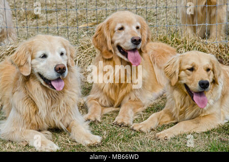 Tre Golden Retriever guardare al loro proprietario per istruzioni (ed eventualmente tratta!). Foto Stock