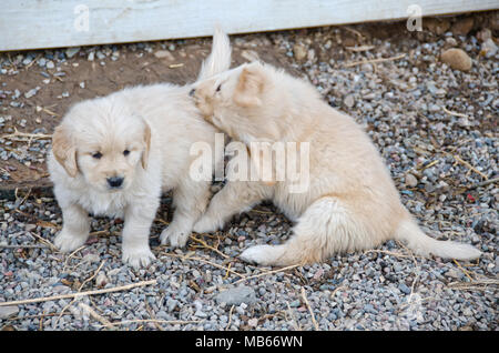 Due sei settimane vecchio Golden Retriever cuccioli giocare con uno tira su la coda dell'altro. Foto Stock