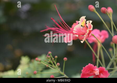 Natura ,fiori rossi ,fiori rosa #instaflowers #petali #molla #photooftheday #instagramanet #flowerslovers #instatag #vegetali #flowerporn #blossom #p Foto Stock