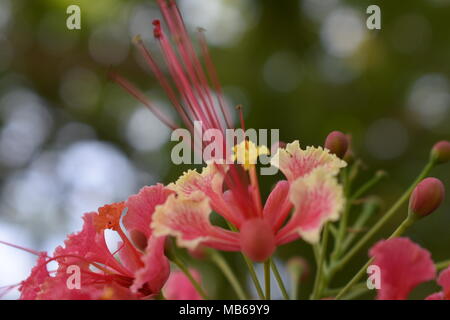 Natura ,fiori rossi ,fiori rosa #instaflowers #petali #molla #photooftheday #instagramanet #flowerslovers #instatag #vegetali #flowerporn #blossom #p Foto Stock