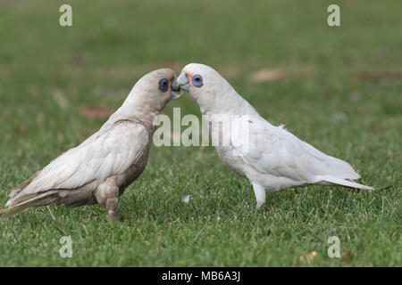 Un adulto e bambino piccolo Corella (Cacatua sanguinea) in Neil Hawkins Park, Lago Joondalup, Australia occidentale Foto Stock