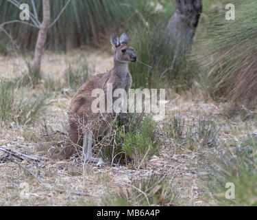 Un occidentale Canguro grigio (Macropus fuliginosus) alimentazione sulle erbe in Pinnaroo Valley Memorial Park, Perth, Western Australia Foto Stock