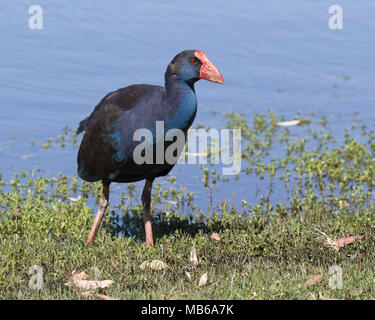 Un Purple Swamphen (Porphyrio porphyrio) accanto al lago di pastore, Perth, Western Australia Foto Stock